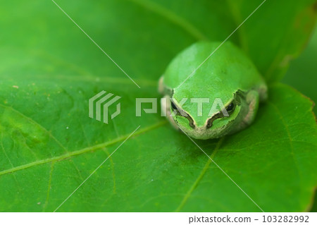 兩隻樹蛙 103282992