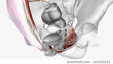 The urinary bladder is surrounded by the muscles that make up the abdominal wall and pelvic floor. 103283255