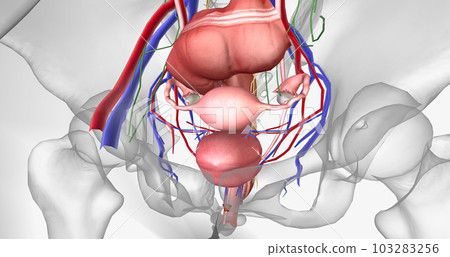 The pelvis is the most inferior region of the trunk. It contains the reproductive organs, as well as the rectum and bladder 103283256