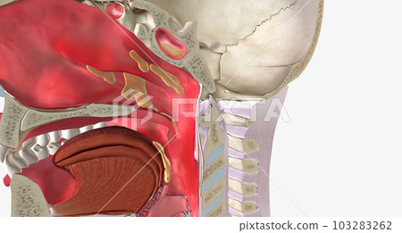 Upper respiratory infections (URIs) are common conditions caused by a viral infection of the respiratory tissue. Upper respiratory infections (URIs) are common conditions caused by a viral infection of the respiratory tissue. 103283262