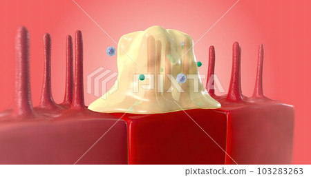 The Common Cold Immune Response 103283263