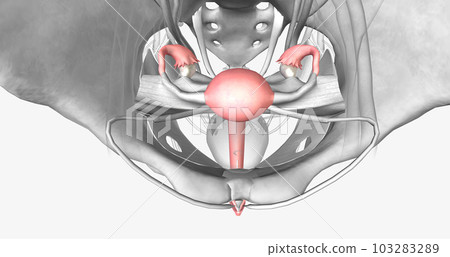 Female reproductive system in pelvis Female reproductive system in pelvis 103283289