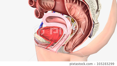 Grade 0 is characterized by the normal anatomical position of both the rectum and the vagina, with no bulging present. 103283299