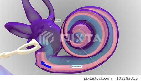 In the inner ear, sound waves move into a fluid-filled, spiral bone called the cochlea. In the inner ear, sound waves move into a fluid-filled, spiral bone called the cochlea. 103283312