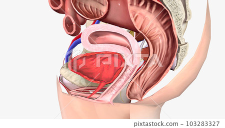 Grade 0 is characterized by the normal anatomical position of both the rectum and the vagina, with no bulging present. 103283327