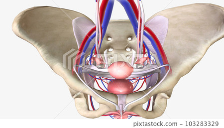 The female pelvis is a bowl-shaped cavity within the hip bones that contains reproductive, urinary, and digestive organs The female pelvis is a bowl-shaped cavity within the hip bones that contains reproductive, urinary, and digestive organs 103283329