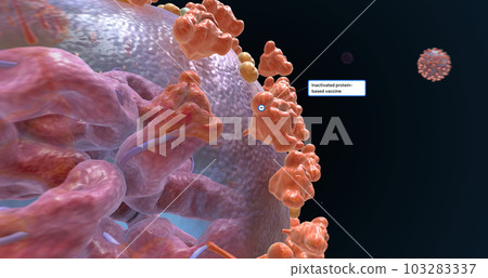 The COVID-19 Vaccine Development Approach 103283337