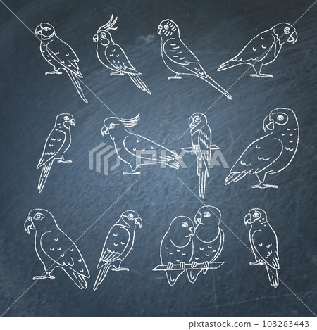Set of parrot icon sketches on chalkboard 103283443