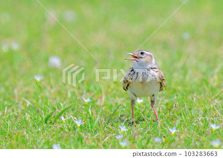 Alauda arvensis / skylark Alauda arvensis / skylark 103283663
