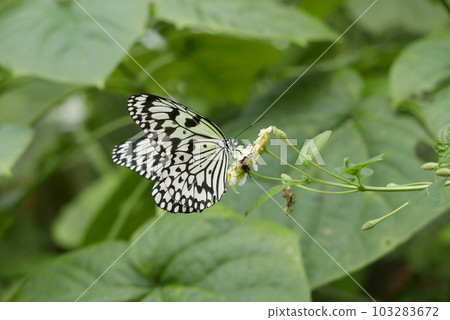 Great White Butterfly Sucking Nectar, Big Stupid Butterfly, Lucky Butterfly 103283672