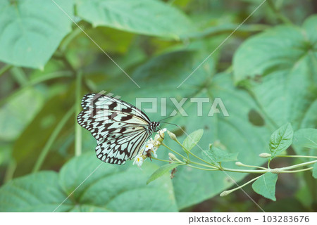 大白斑蝶吸花蜜,大笨蝶,幸運蝶 大白斑蝶吸花蜜,大笨蝶,幸運蝶 103283676
