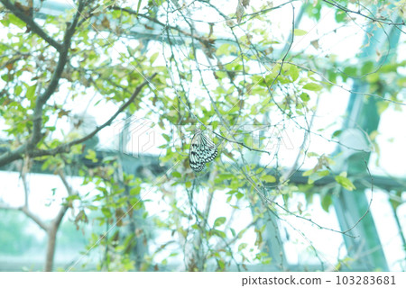 大白斑蝶,大笨蝶,幸運蝶 103283681