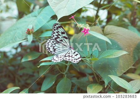 Great White Butterfly Sucking Nectar, Big Stupid Butterfly, Lucky Butterfly Great White Butterfly Sucking Nectar, Big Stupid Butterfly, Lucky Butterfly 103283683