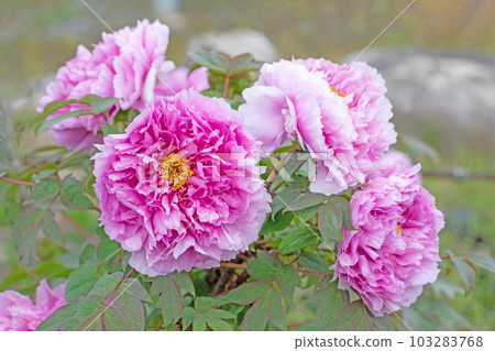 Flowers around the house Various seasons Large flowers Shining spring buttons 103283768