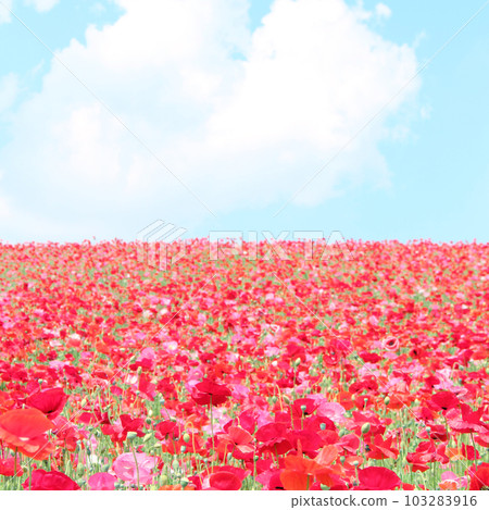 Sky and poppy field Sky and poppy field 103283916