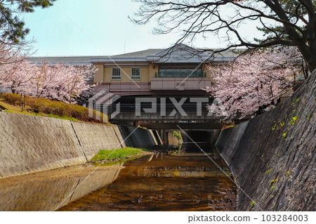 Nishinomiya: The Shukugawa River and Hanshin Kouroen Station colored with cherry blossoms in spring Nishinomiya: The Shukugawa River and Hanshin Kouroen Station colored with cherry blossoms in spring 103284003