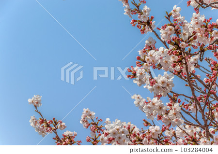 Cherry blossoms and blue sky 103284004