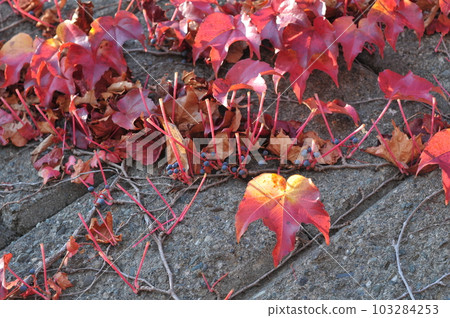 Clear autumn leaves Clear autumn leaves 103284253