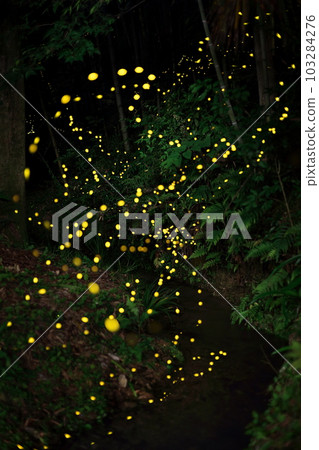 Himebotaru 之舞 04 103284276