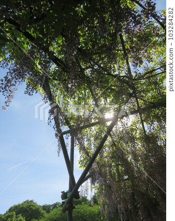 Looking up at the blue sky and purple wisteria flowers blooming on the wisteria trellis 103284282