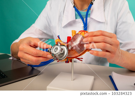 Doctor holding anatomical stomach model and stethoscope in his office 103284323