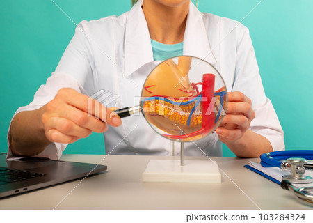 Male doctor showing a model of pancreas using magnifying glass. Early diagnosis and treatment. 103284324