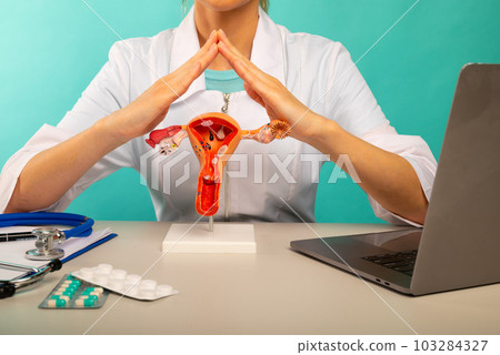 Doctor is holding sectional model female reproductive organs folded hands above head like house roof 103284327