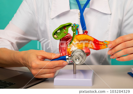 Doctor holding anatomical pancreas model and stethoscope in his office 103284329