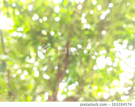 Out of focus Blurred background of green guava tree leaves, with bright sunlight during the day 103284574