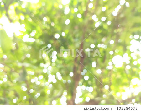 Out of focus Blurred background of green guava tree leaves, with bright sunlight during the day 103284575