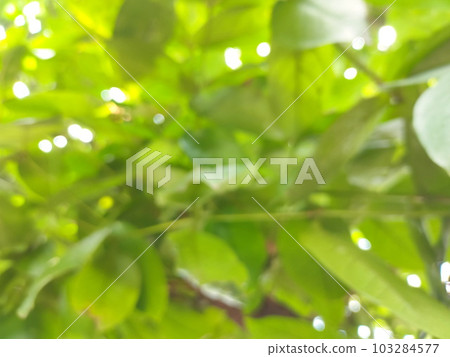 Out of focus Blurred background of green guava tree leaves, with bright sunlight during the day 103284577