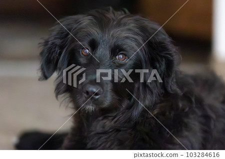 Black dog puppy portrait lying down on the floor Black dog puppy portrait lying down on the floor 103284616