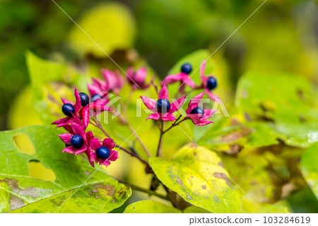 Autumn-colored fruit ~Kusagi fruit~ 103284619