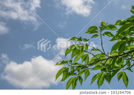 Fresh green and blue sky 103284706