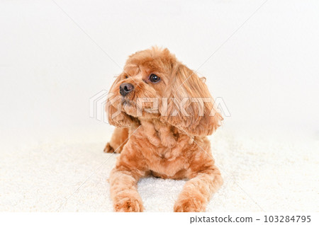 表情可愛的混血狗 (Cavapoo) 103284795