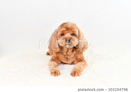 表情可愛的混血狗 (Cavapoo) 103284796