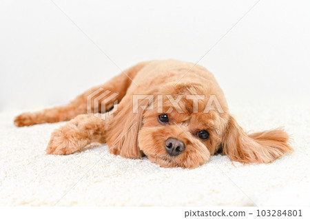 Mixed dog with a cute expression (Cavapoo) Mixed dog with a cute expression (Cavapoo) 103284801