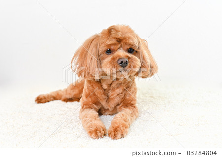 表情可愛的混血狗 (Cavapoo) 103284804