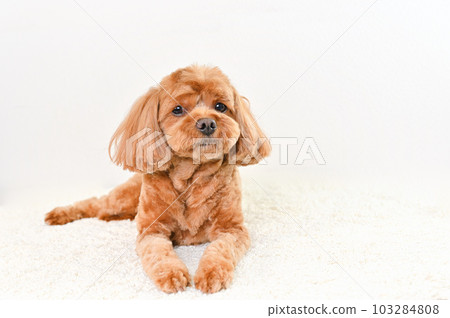 Mixed dog with a cute expression (Cavapoo) 103284808