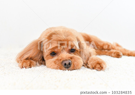 表情可愛的混血狗 (Cavapoo) 103284835