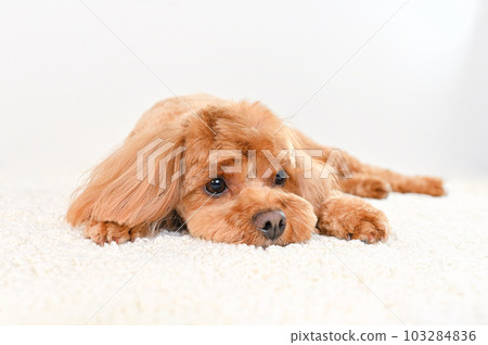 Mixed dog with a cute expression (Cavapoo) 103284836