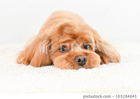 表情可愛的混血狗 (Cavapoo) 103284843