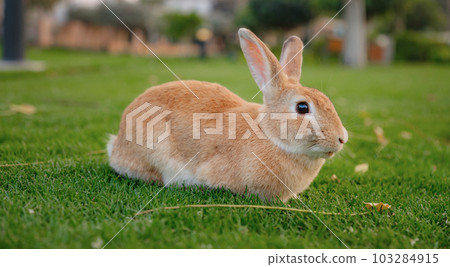 Cute red rabbit on green grass with natural bokeh 103284915