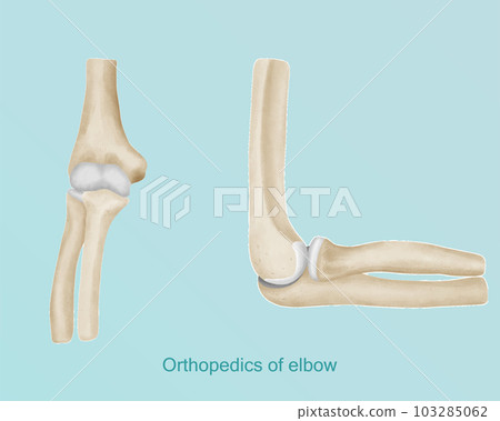 Orthopedics of elbow anatomy in watercolor style. Orthopedics of elbow anatomy in watercolor style. 103285062