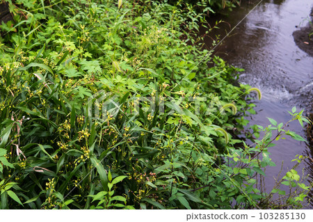 Juzdama that grows wild in the waterside / Poaceae 103285130