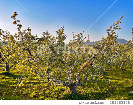 [Iizuna-cho, Kamiminochi-gun, Nagano Prefecture] Apple fields in the Samizu area Apple blossoms 103285368