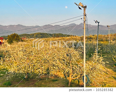 [Iizuna-cho, Kamiminochi-gun, Nagano Prefecture] Apple fields in the Samizu area Apple blossoms 103285382