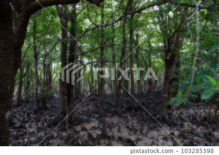 紅樹林原始森林 103285398