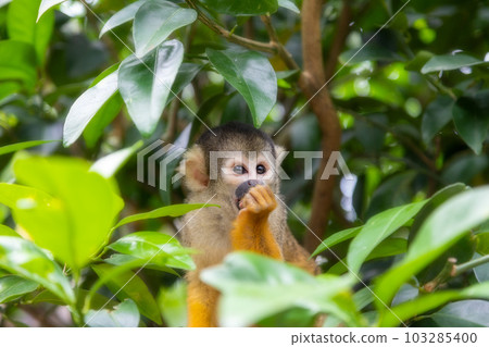 Squirrel monkey Squirrel monkey 103285400