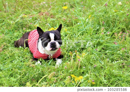 Wearing a red striped shirt and looking cute in the field, Mighty the Boston Terrier♡ Wearing a red striped shirt and looking cute in the field, Mighty the Boston Terrier♡ 103285586